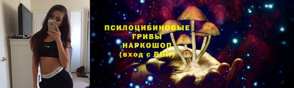 сатива Горняк